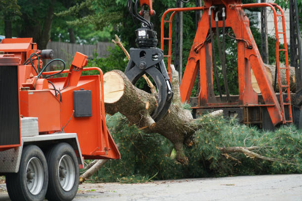 How Our Tree Care Process Works  in  Meadow Woods, FL